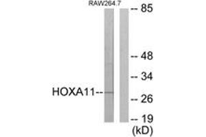 Western blot analysis of extracts from RAW264. (HOXA11/D11 Antikörper  (AA 216-265))