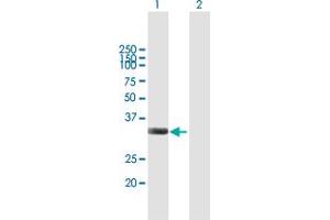Western Blot analysis of IFI35 expression in transfected 293T cell line by IFI35 MaxPab polyclonal antibody. (IFI35 Antikörper  (AA 1-288))