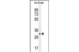 JAZF1 Antibody (N-term) (ABIN655639 and ABIN2845117) western blot analysis in mouse liver tissue lysates (35 μg/lane). (JAZF1 Antikörper  (N-Term))