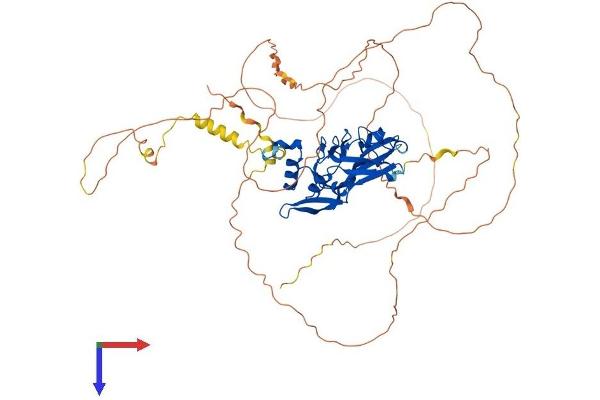 T-Box 15 Protein (TBX15) (AA 1-602) (His tag)