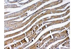 IHC testing of FFPE mouse heart tissue with VEGFB antibody at 1ug/ml. (VEGFB (VEGF2) Antikörper)