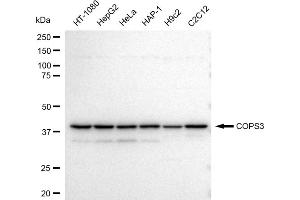 Western blotting analysis using COPS3 antibody (ABIN7798151). (Rekombinanter COPS3 Antikörper)