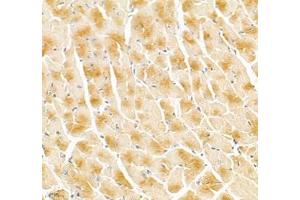 Immunohistochemistry of paraffin embedded mouse heart using Igfn1 (ABIN7074278) at dilution of 1:700 (400x lens) (IGFN1 Antikörper)