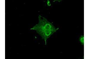 Anti-CRYAB mouse monoclonal antibody (ABIN2452606) immunofluorescent staining of COS7 cells transiently transfected by pCMV6-ENTRY CRYAB (RC202718). (CRYAB Antikörper)