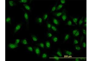 Image no. 3 for anti-XPA Binding Protein 2 (XAB2) (AA 1-856) antibody (ABIN599281) (XAB2 Antikörper  (AA 1-856))