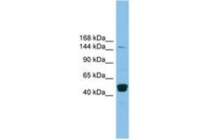 Image no. 1 for anti-PR Domain Containing 10 (PRDM10) (AA 1079-1128) antibody (ABIN6744685) (PRDM10 Antikörper  (AA 1079-1128))