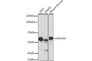 Western blot analysis of extracts of various cell lines, using HSP Rabbit mAb (ABIN1679173, ABIN3015940, ABIN3015941 and ABIN7101465) at 1:1000 dilution. (HSPA14 Antikörper)