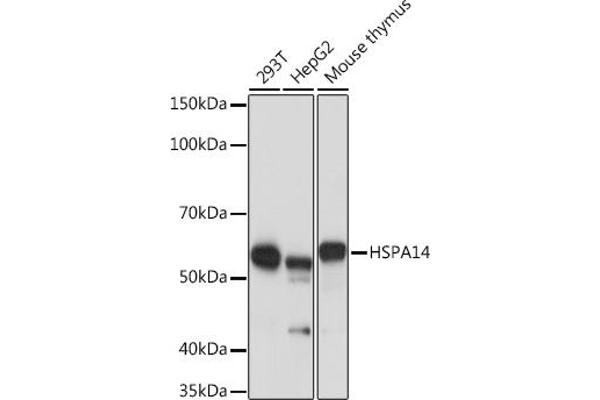 HSPA14 Antikörper