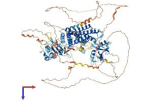 RIN3 Protein (AA 1-985) (His tag)