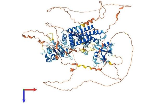 RIN3 Protein (AA 1-985) (His tag)