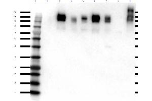Western Blot of Rabbit anti-ZO-1 antibody Western Blot of Rabbit Anti-ZO-1 Antibody. (TJP1 Antikörper)