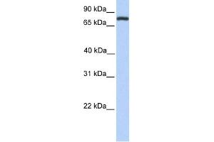 WB Suggested Anti-COLEC12 Antibody Titration:  0. (COLEC12 Antikörper  (Middle Region))