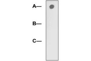 1 µg peptide was blot onto NC membrane (A: LRP5 (pT1492); B: LRP5 (non-phospho); C: Non-related phosphopeptide) was blotted by LRP5 (phospho T1492) polyclonal antibody  at 1:2000 dilution. (LRP5 Antikörper  (pThr1492))
