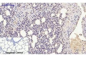 Immunohistochemical analysis of paraffin-embedded rat lung tissue.