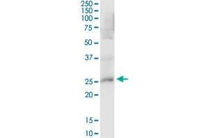 PRDX4 MaxPab polyclonal antibody. (Peroxiredoxin 4 Antikörper  (AA 1-271))