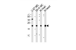 Western blot analysis of lysates from U-87 MG, SK-N-MC cell line, human heart and mouse heart tissue(from left to right), using HES5 Antibody (Center) (ABIN6243697 and ABIN6577744). (HES5 Antikörper  (AA 81-115))
