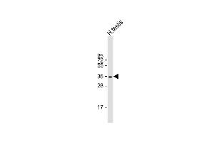 Anti-WBP2NL Antibody (N-term) at 1:1000 dilution + human testis lysate Lysates/proteins at 20 μg per lane.
