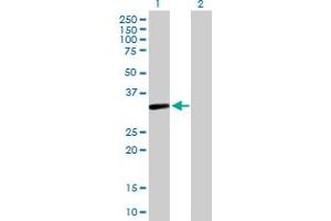 Western Blot analysis of S1PR4 expression in transfected 293T cell line by S1PR4 MaxPab polyclonal antibody. (S1PR4 Antikörper  (AA 1-384))