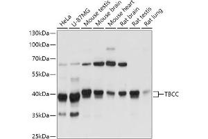 Western blot analysis of extracts of various cell lines, using TBCC antibody (ABIN7271029) at 1:3000 dilution. (TBCC Antikörper  (AA 1-346))