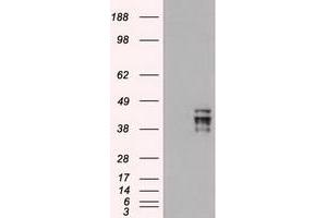 Image no. 2 for anti-POU Class 5 Homeobox 1 (POU5F1) antibody (ABIN1500354) (OCT4 Antikörper)
