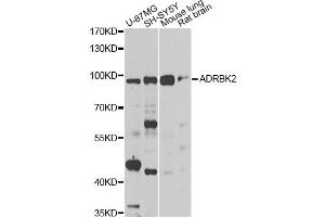 Western blot analysis of extracts of various cell lines, using ADRBK2 antibody. (ADRBK2 Antikörper)