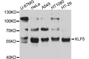 Western blot analysis of extracts of various cell lines, using KLF5 antibody (ABIN5971537) at 1/1000 dilution.