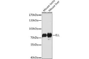Western blot analysis of extracts of various cell lines, using ELL Rabbit pAb (ABIN7266923) at 1:1000 dilution. (ELL Antikörper  (AA 350-450))