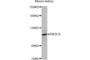 Western blot analysis of extracts of mouse kidney, using PIK3CA Antibody. (PIK3CA Antikörper)
