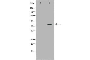 Western blot analysis of THP1  using NCF2 antibody. (NCF2 Antikörper  (N-Term))