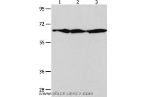 Western blot analysis of NIH/3T3 , Hela and 293T cell, using AIFM1 Polyclonal Antibody at dilution of 1:600 (AIF Antikörper)