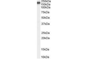 Image no. 1 for anti-Nitric Oxide Synthase 1, Neuronal (NOS1) (C-Term) antibody (ABIN374142) (NOS1 Antikörper  (C-Term))