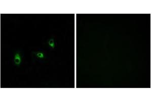 Immunofluorescence analysis of MCF-7 cells, using OR10G2 antibody. (OR10G2 Antikörper  (C-Term))