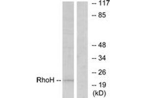 Western blot analysis of extracts from HT-29 cells, using RhoH Antibody. (RHOH Antikörper  (AA 141-190))