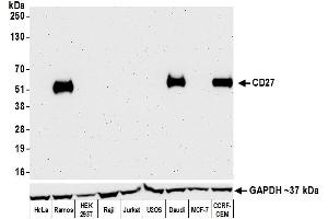 Western Blotting (WB) image for anti-CD27 Molecule (CD27) (AA 21-187) antibody (ABIN7455146)