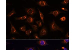 Immunofluorescence analysis of L929 cells using NUCB1 Polyclonal Antibody at dilution of 1:100 (40x lens). (Nucleobindin 1 Antikörper)