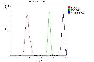 Flow Cytometry analysis of U937 cells using anti-APEX1 antibody (ABIN3043785). (APEX1 Antikörper  (AA 2-318))