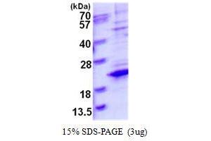 Image no. 1 for Transcription Elongation Factor A (SII)-Like 8 (TCEAL8) protein (His tag) (ABIN1098344) (TCEAL8 Protein (His tag))