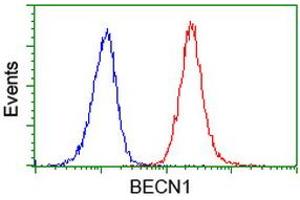 Image no. 3 for anti-Beclin 1, Autophagy Related (BECN1) antibody (ABIN1496869) (Beclin 1 Antikörper)