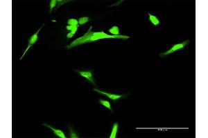 Immunofluorescence (IF) image for anti-Annexin A1 (ANXA1) (AA 1-346) antibody (ABIN513351)