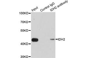 Immunoprecipitation analysis of 200ug extracts of MCF7 cells using 1ug IDH2 antibody. (IDH2 Antikörper)