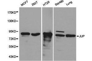 Western Blotting (WB) image for anti-Junction Plakoglobin (JUP) antibody (ABIN1873351) (JUP Antikörper)