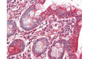 Anti-MRPL9 antibody IHC staining of human small intestine. (MRPL9 Antikörper)