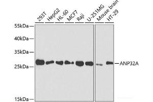 Western blot analysis of extracts of various cell lines using ANP32A Polyclonal Antibody at dilution of 1:1000. (PHAP1 Antikörper)