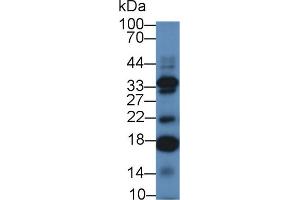 Western Blot; Sample: Mouse Testis lysate; Primary Ab: 2µg/mL Rabbit Anti-Human IL17C Antibody Second Ab: 0.