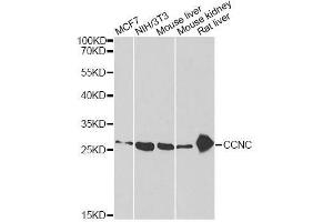Western blot analysis of extracts of various cell lines, using CCNC antibody. (Cyclin C Antikörper  (AA 1-283))