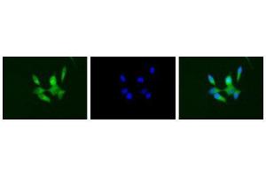 Immunofluorescence (IF) image for anti-CD40 (CD40) (Extracellular Domain) antibody (ABIN2451933) (CD40 Antikörper  (Extracellular Domain))