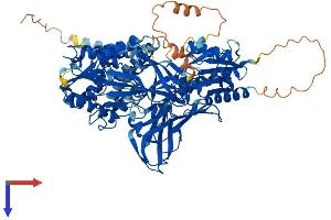 FBXO11 Protein (AA 1-845) (His tag)