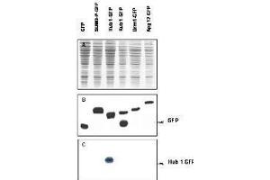 Most modifiers mature by proteolytic processing from inactive precursors (a; amino acid). (Hub1 Antikörper)