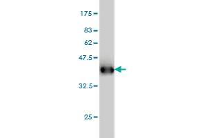 Western Blotting (WB) image for anti-Testis Specific, 10 (TSGA10) (AA 599-698) antibody (ABIN566452)