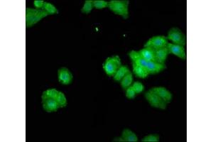 Immunofluorescence staining of HepG2 cells with ABIN7166179 at 1:100, counter-stained with DAPI.